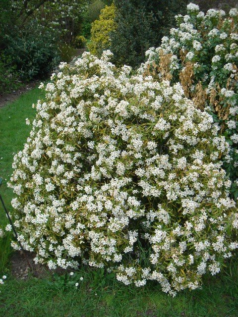 Choisya x 'Aztec Pearl' (2)